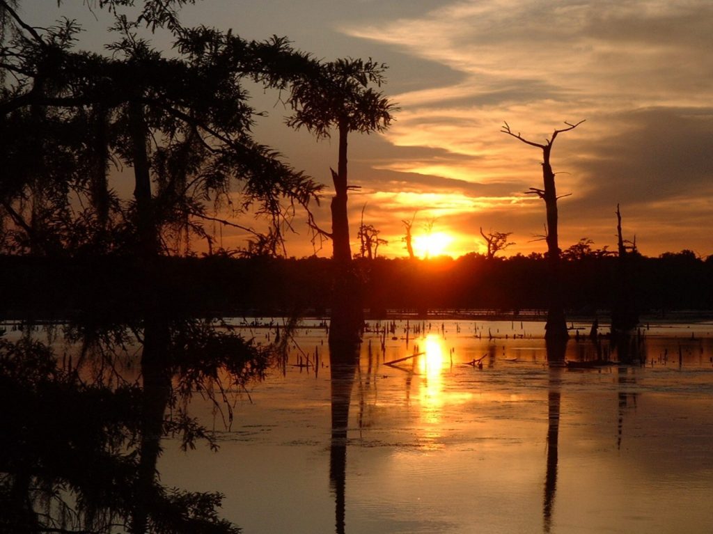 Swamp sunset